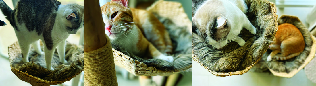Best-Designer-Cat-Trees