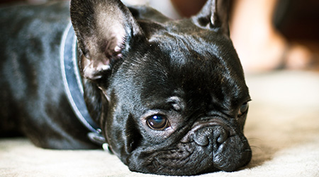 Best-Tough-Dog-Beds-Frenchie