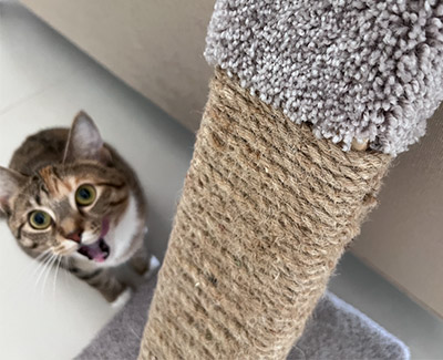 Best-Cat-Scratching-Poles