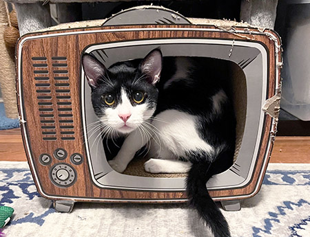 Best-Funny-Cat-Scratcher