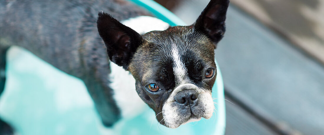Choosing Dog Shampoo
