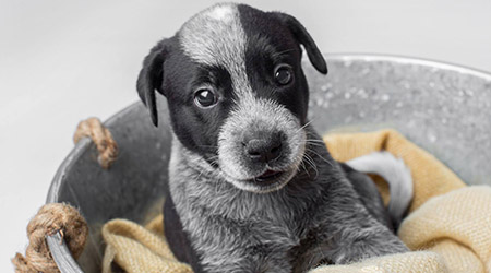 how-to-choose-dog-shampoo-puppy